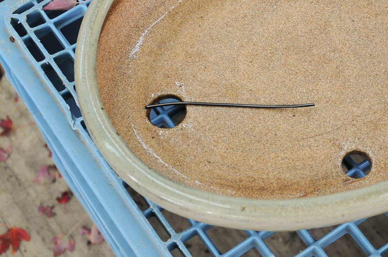 repotting2-5-L.jpg