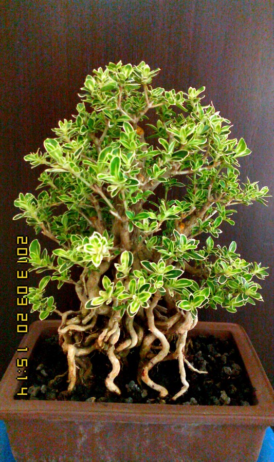 IMG0320151400.jpg