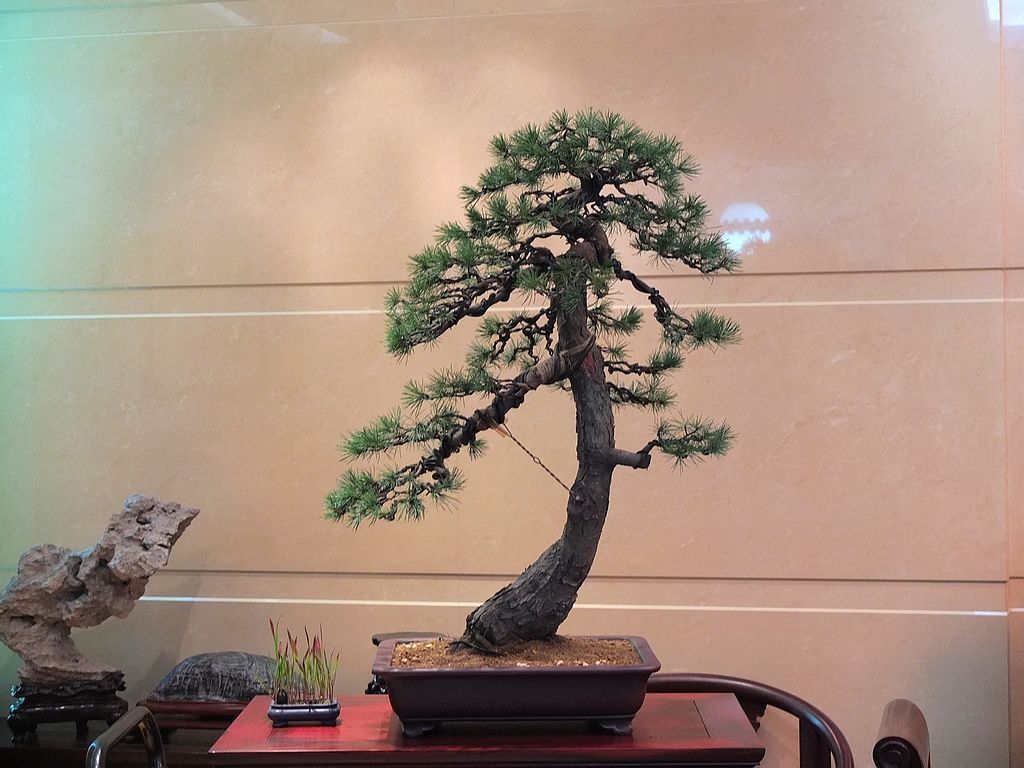 DSCF2606.jpg