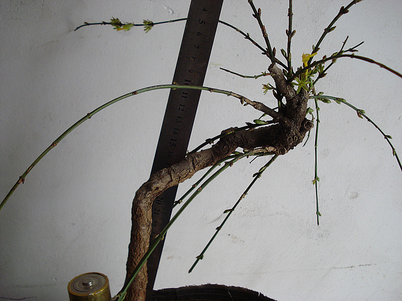 DSC04915_.jpg