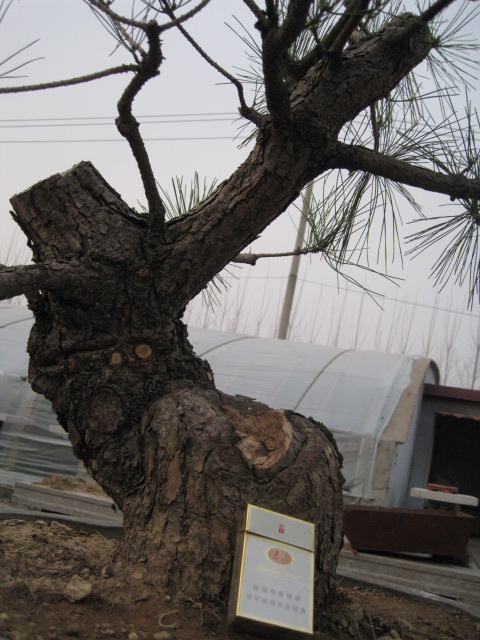 IMG_7455.JPG