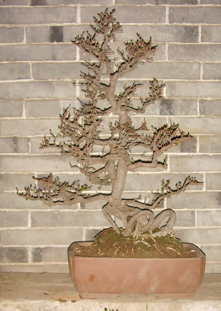 SNV30004.JPG