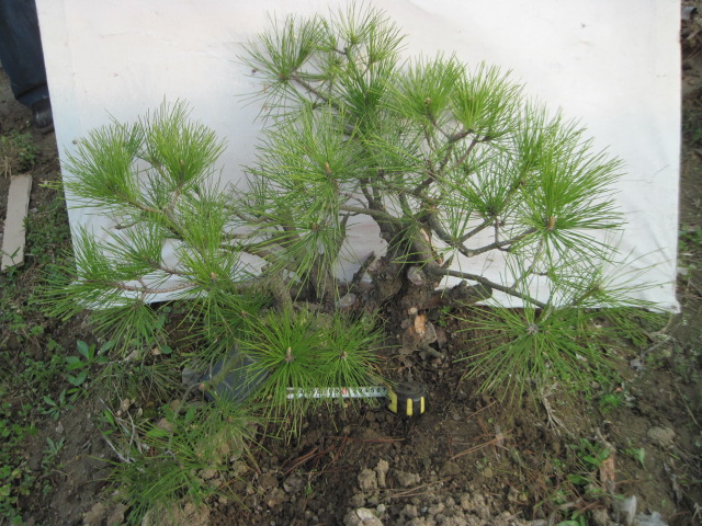 20130324Ժ 003.jpg