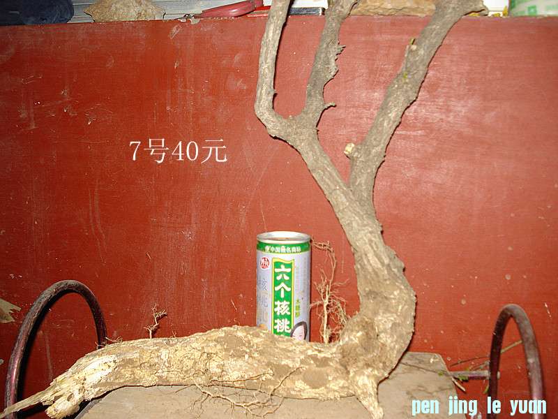 DSC04961_.jpg