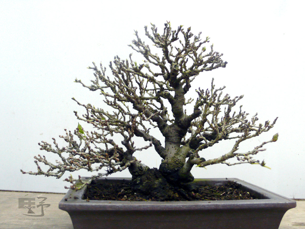 F23_20110104090938855.jpg