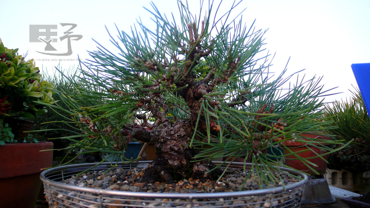 F23_20110117084742774.jpg