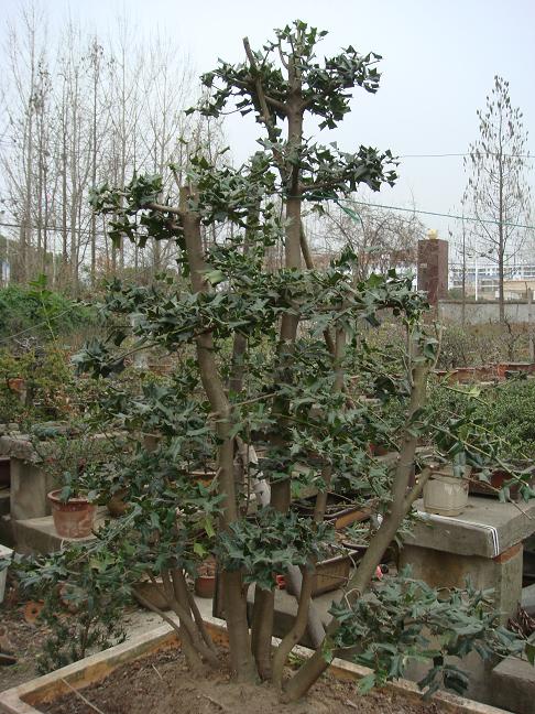 DSC04270.JPG