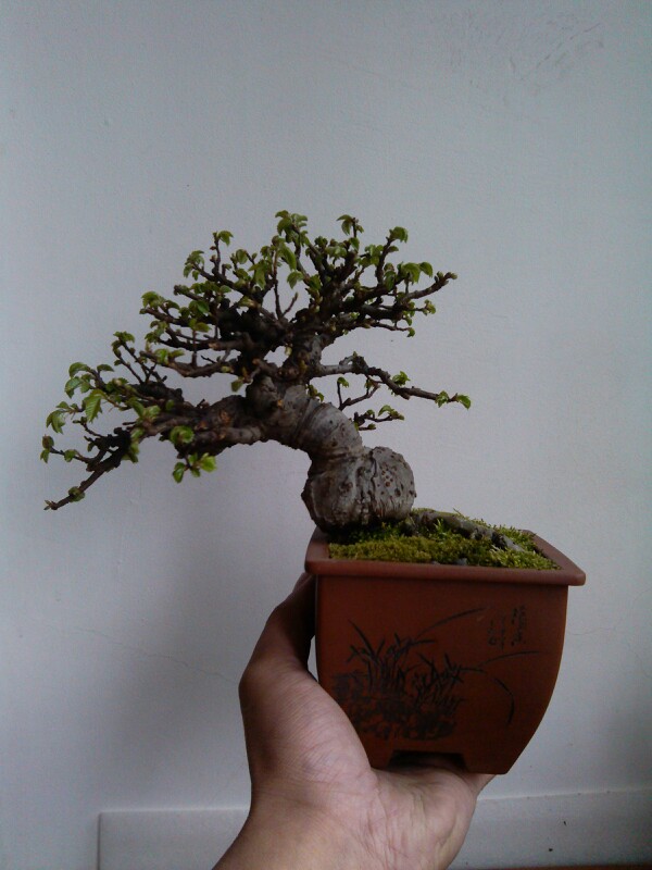 IMG20130327103029.jpg