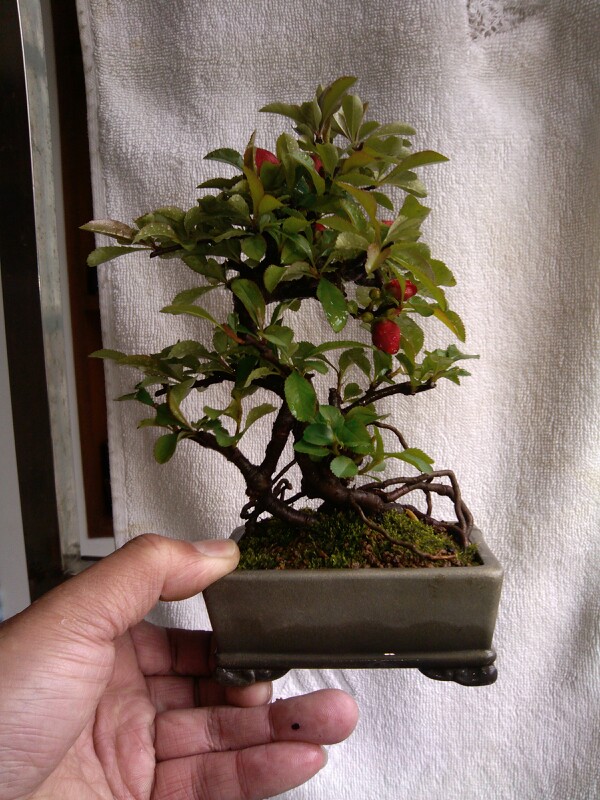 IMG20130327110610.jpg