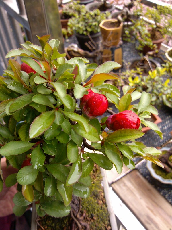 IMG20130327110626.jpg