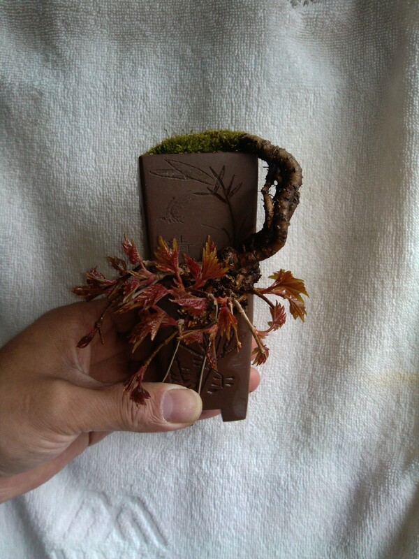 IMG20130327110755.jpg