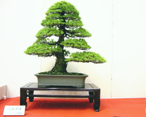 2005-11-4-17kai-goman-8-takahasi-tokuo-d.jpg