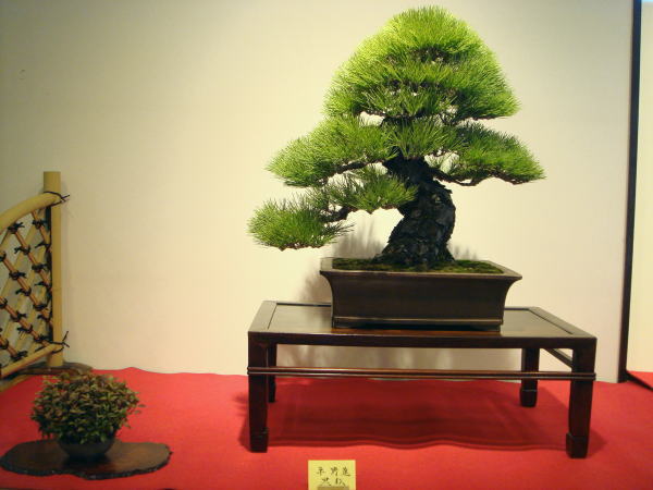 22kai-kihatikai-hirano-susumu-dai.jpg