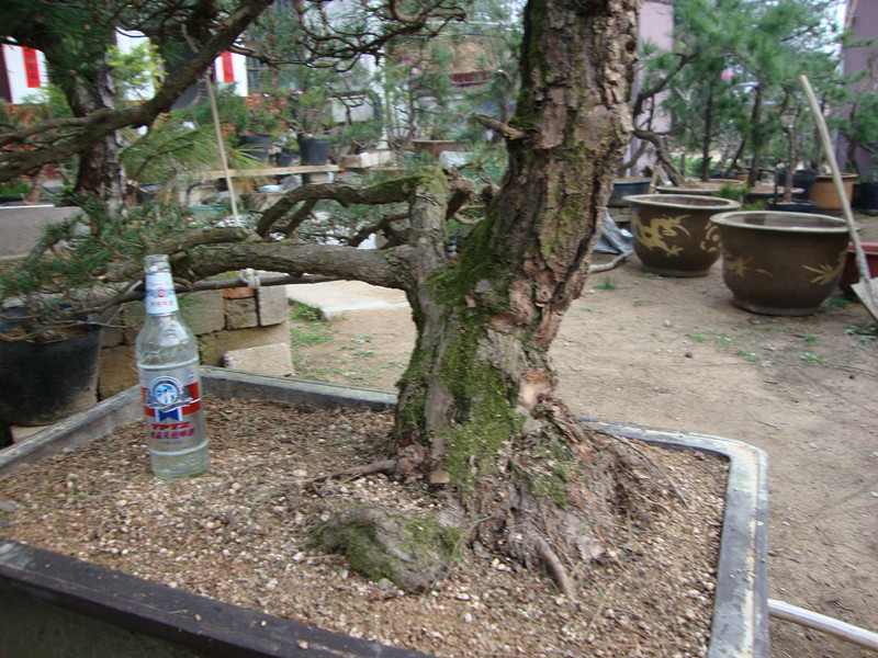 DSC01006_.jpg