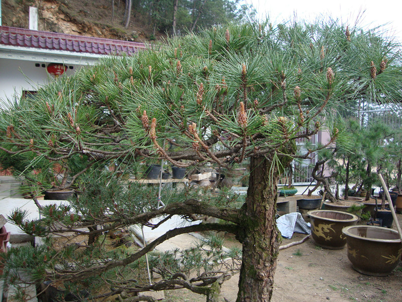 DSC01007_.jpg