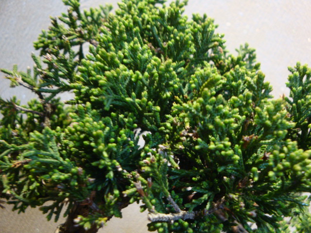 DSC03050.JPG