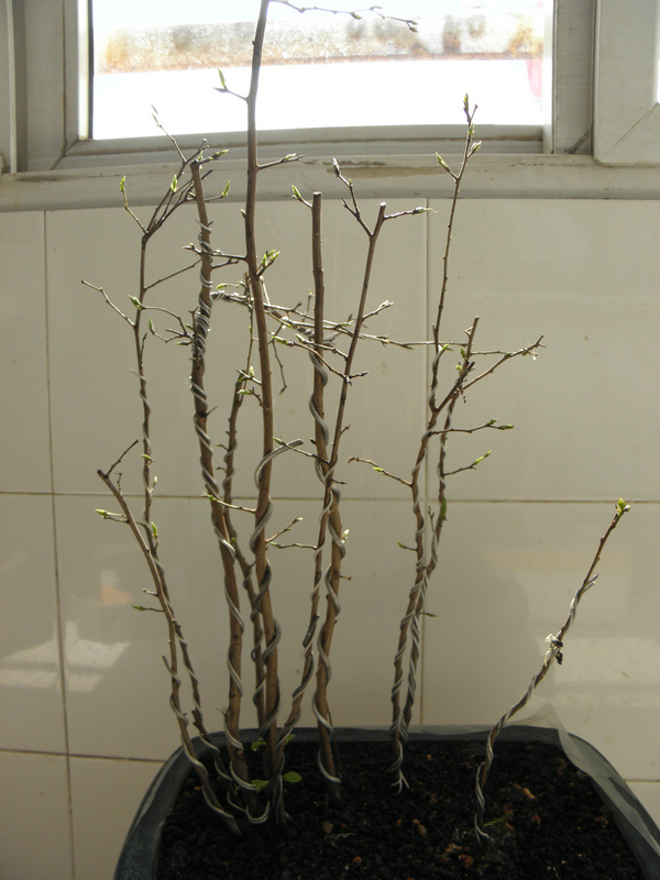 P1011649.JPG