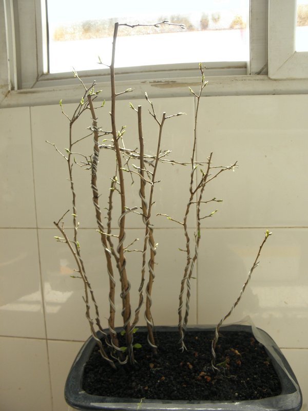 P1011650.JPG