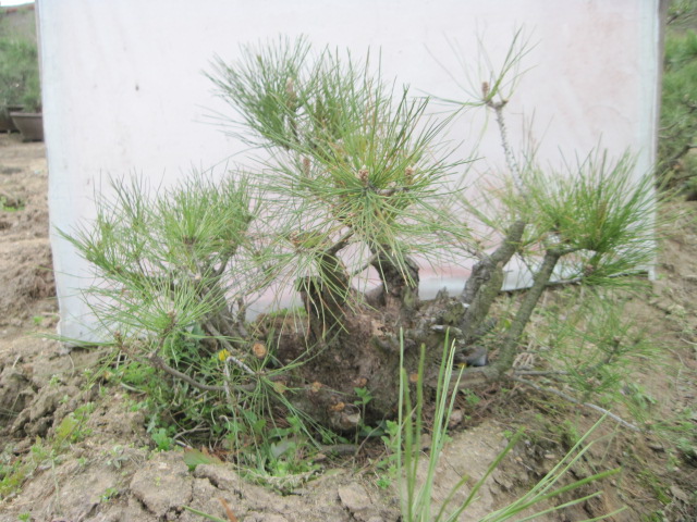 20130325Ժ 006.jpg