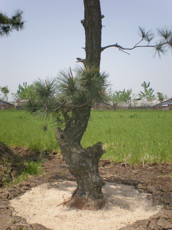 ۸辰09֮5.jpg