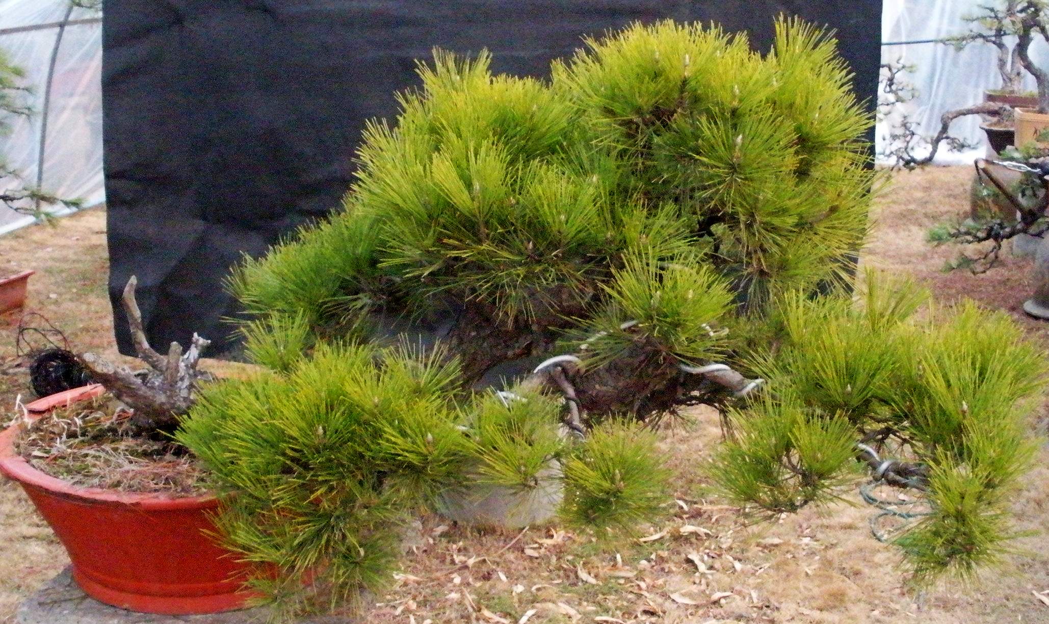 DSCN3667_conew1.jpg