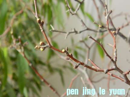 DSCN6528.jpg