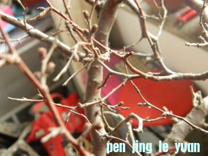 DSCN6530.jpg