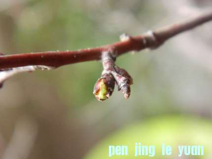 DSCN6533.jpg