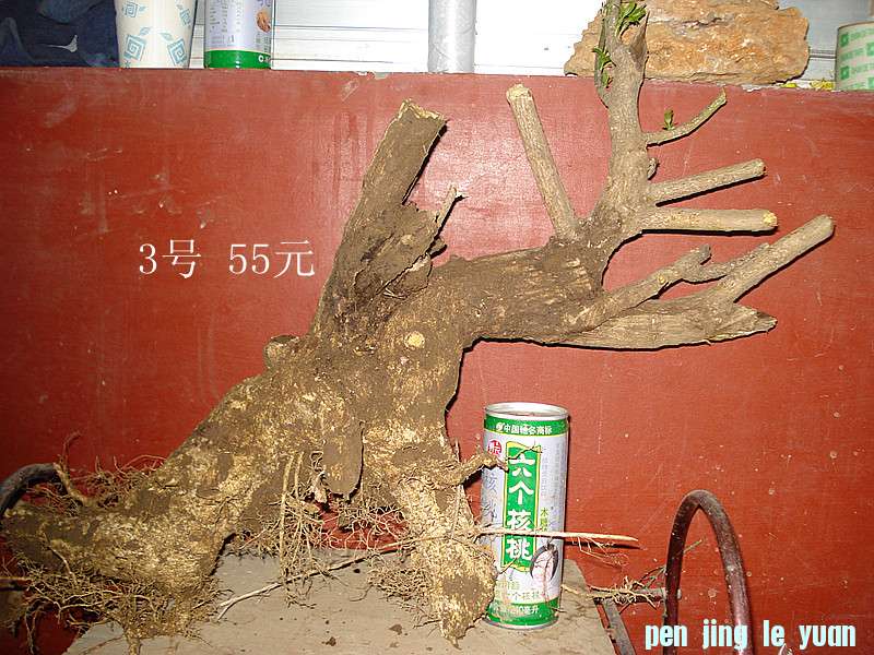 DSC04982_.jpg