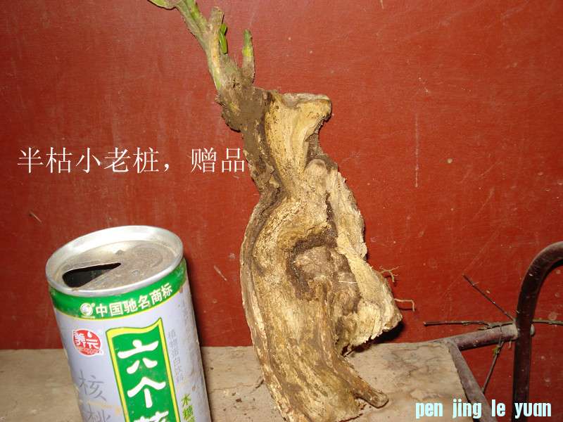 DSC05003_.jpg