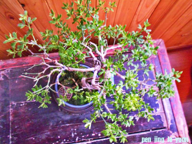 DSCN0421_meitu_7.jpg