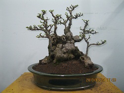 IMG_1793.JPG