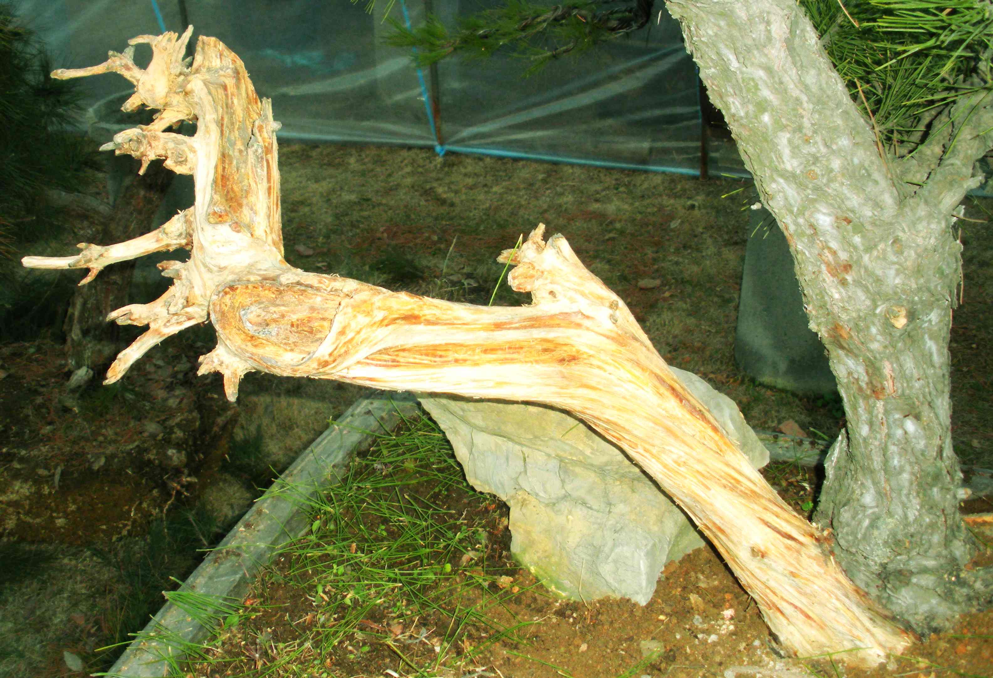 DSCN3657_conew1.jpg