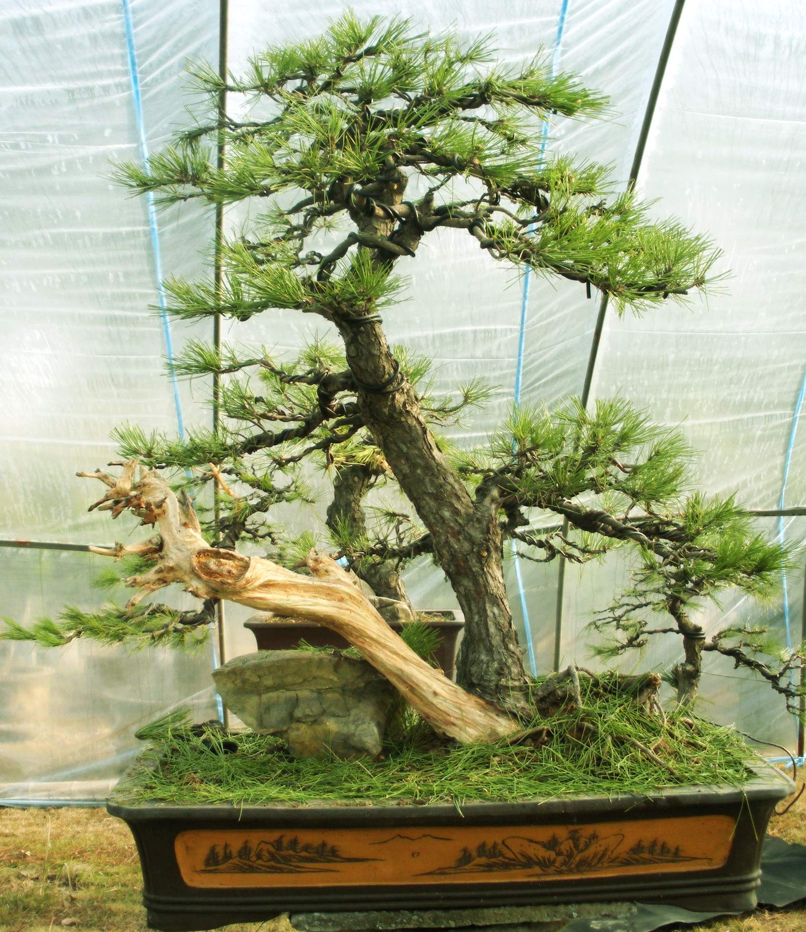 DSCN3697_conew1.jpg