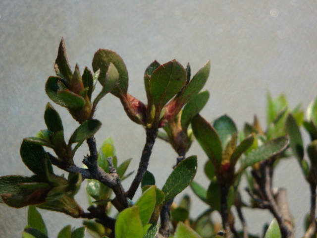 DSC03210.JPG