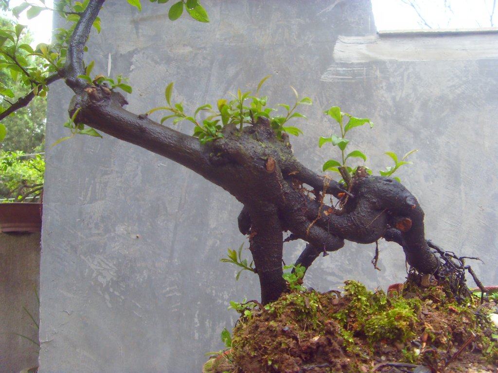 SDC10008.JPG