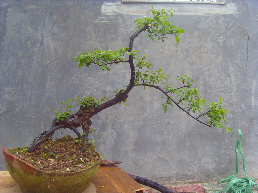 SDC10005.JPG