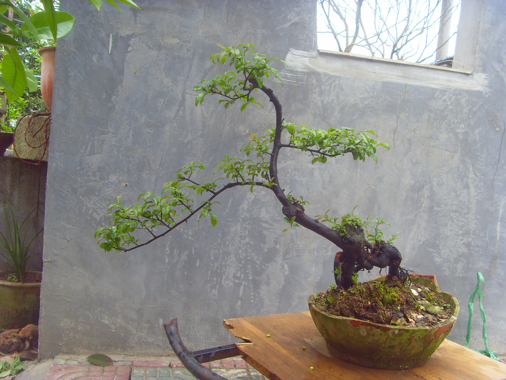 SDC10006.JPG