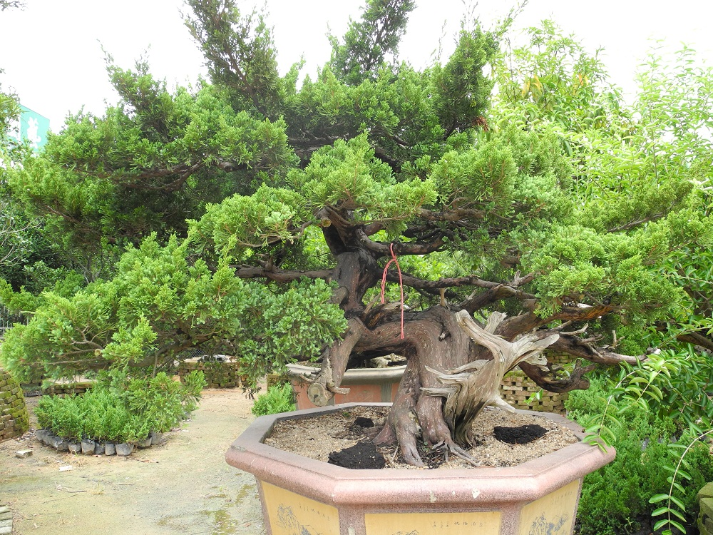 Ƭ 010.jpg