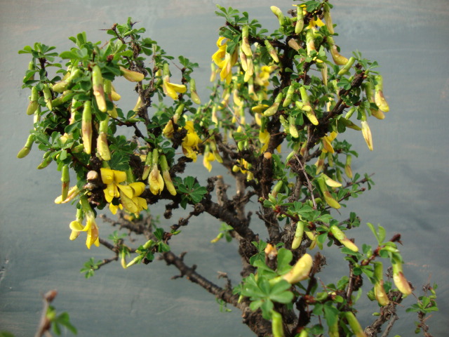 DSC03008.JPG