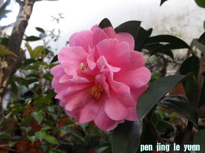 DSCF2513.JPG