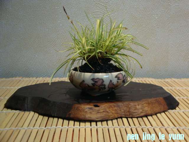 DSC03203.JPG