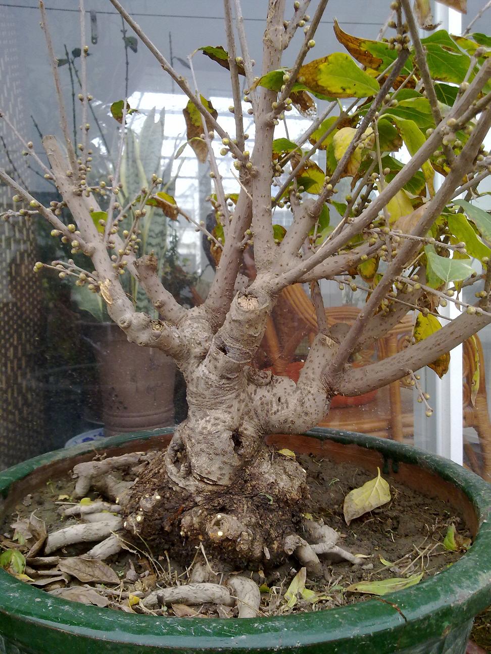 20121202183.jpg