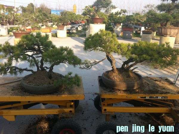 ҵ辰 497.jpg