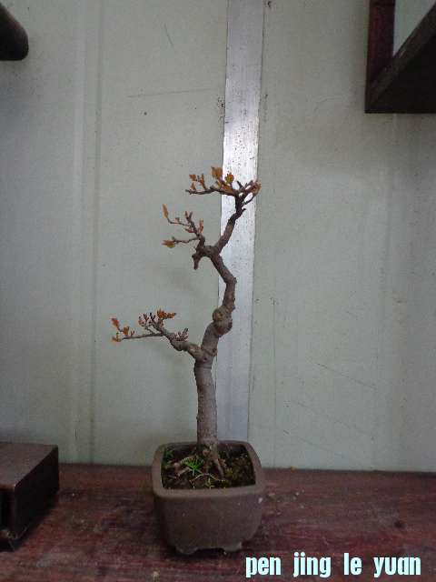 DSC00219.JPG
