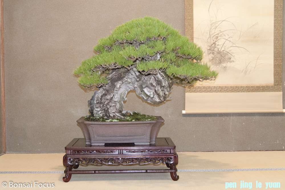 image_2517_tomamo-parc-japan-imperial-bonsai.jpg
