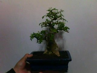 IMG0145A.jpg