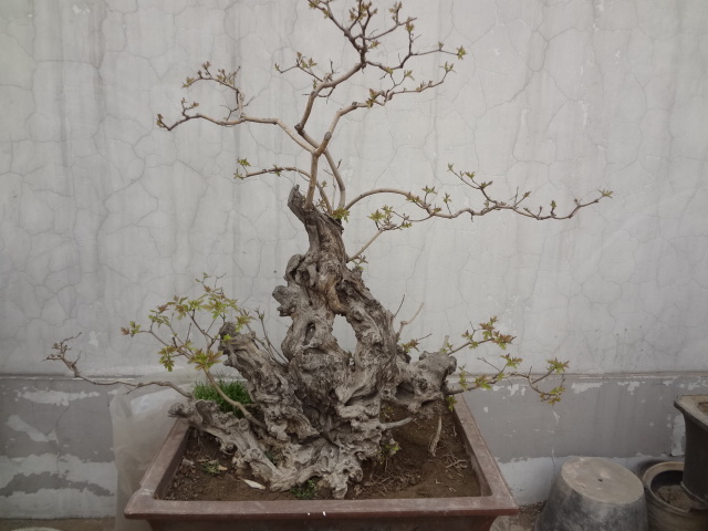 DSC01062.JPG