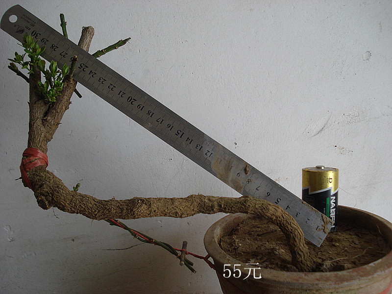 DSC05181_.jpg