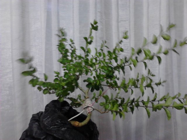 IMG1035.jpg